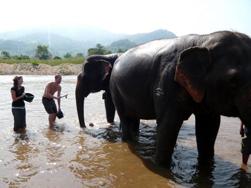Elephant Wash